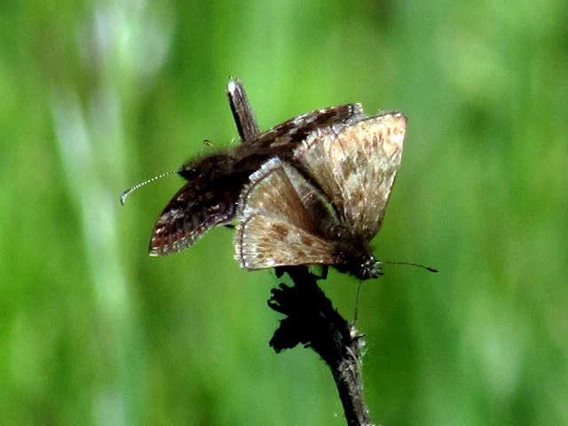 Erynnis tages - cigánylepke