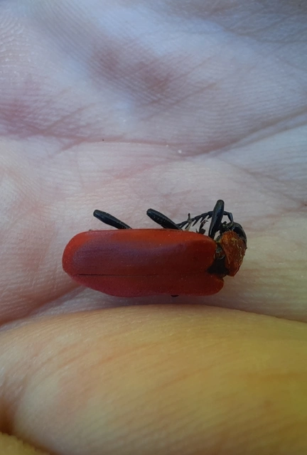 Pyrochroa coccinea - nagy bíborbogár