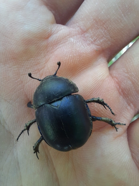 Trypocopris vernalis - tavaszi álganéjtúró