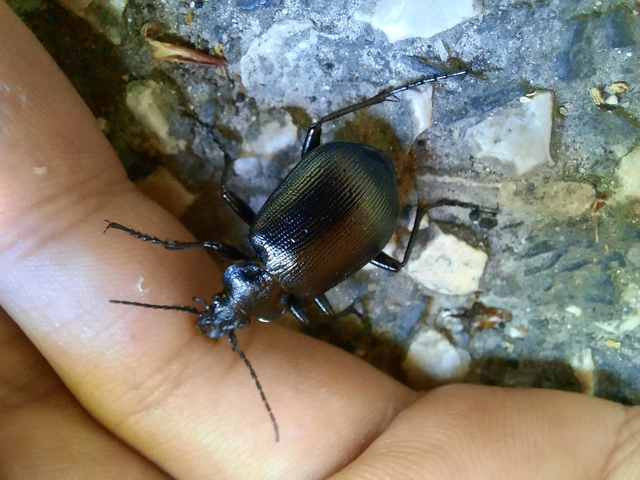 Calosoma inquisitor - kis bábrabló