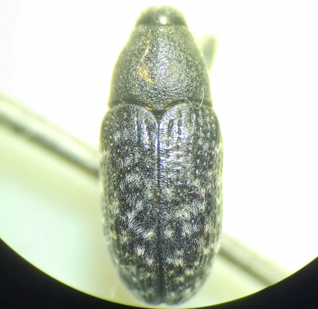 Larinus carlinae - foltos púderbarkó