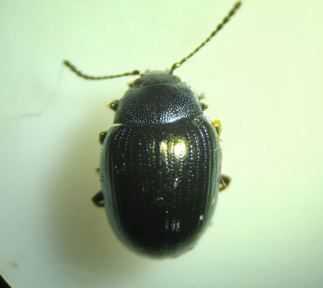 Neophaedon pyritosus