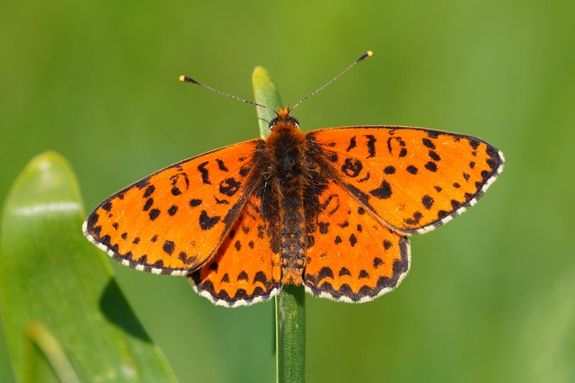 Melitaea didyma - tüzes tarkalepke