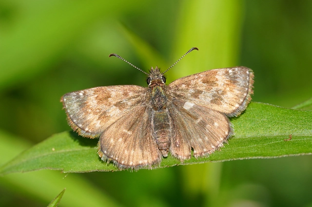 Erynnis tages - cigánylepke