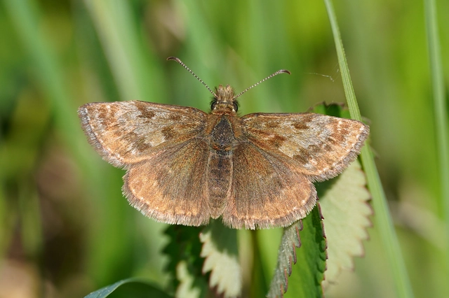 Erynnis tages - cigánylepke