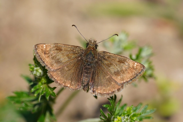 Erynnis tages - cigánylepke