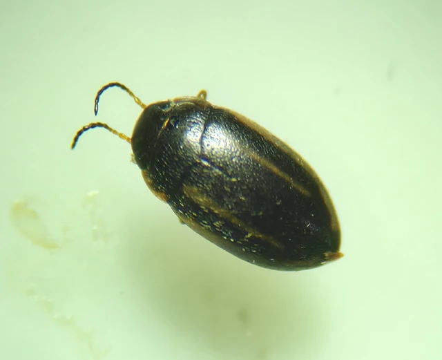 Graptodytes bilineatus - gyakori csíkbogárka
