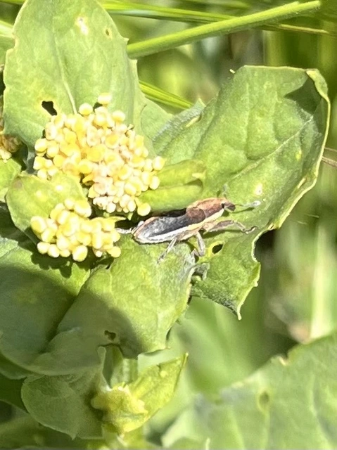 Lixus ochraceus - retek-dudvabarkó