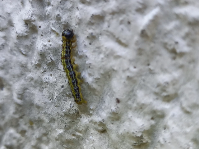 Cydalima perspectalis - puszpáng-tűzmoly