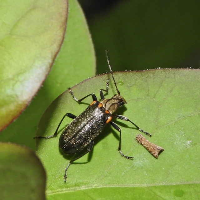Cortodera humeralis - négyfoltos cserjecincér