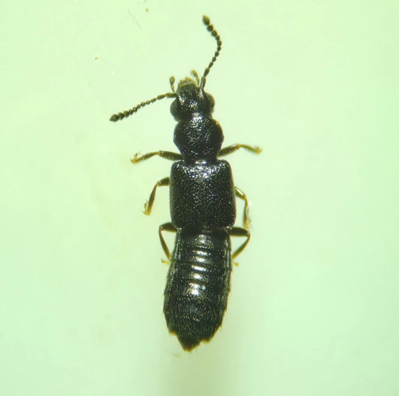 Carpelimus lindrothi