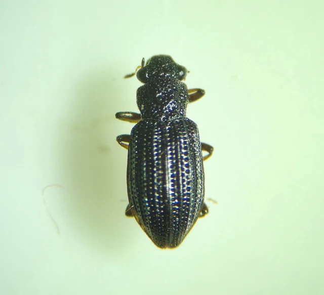 Hydrochus crenatus - nagy nyurgacsibor