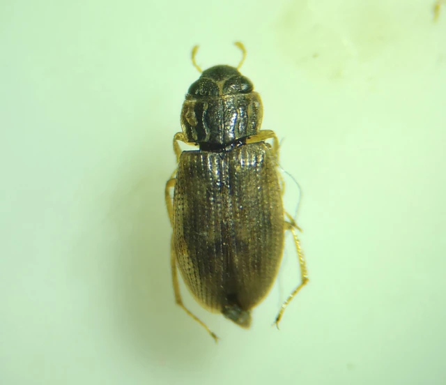 Helophoridae - vésettcsiborfélék Helophoridae - vésettcsiborfélék