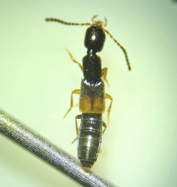 Neobisnius procerulus - kétszínű ganajholyva