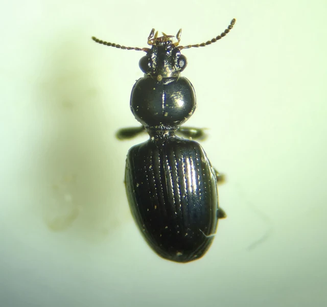 Dyschirius chalybeus gibbifrons - púposhomlokú ásófutó