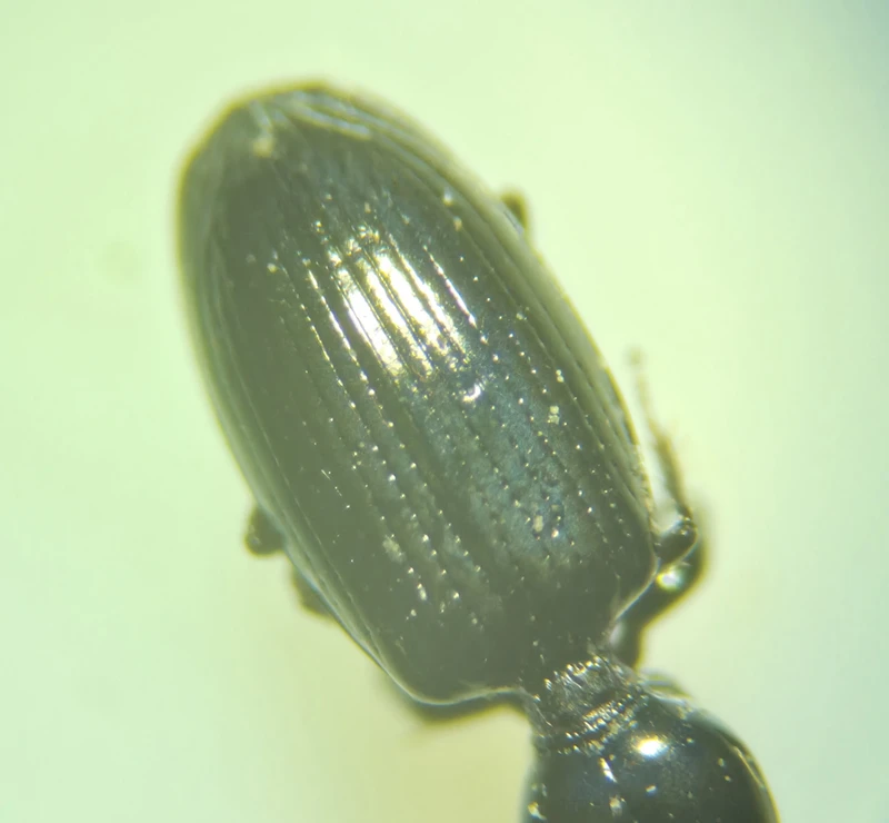 Dyschirius chalybeus gibbifrons - púposhomlokú ásófutó