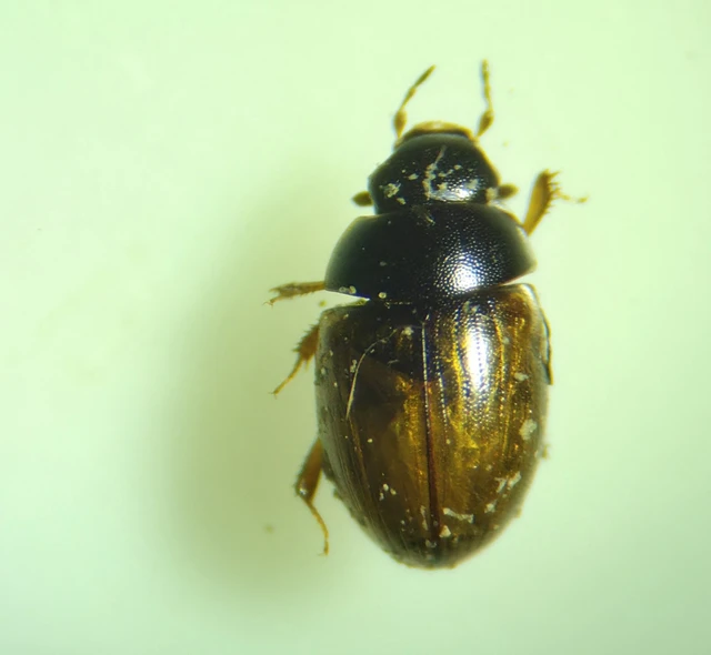 Cercyon melanocephalus - háromszögfoltos iszapcsiborka Cercyon melanocephalus - háromszögfoltos iszapcsiborka