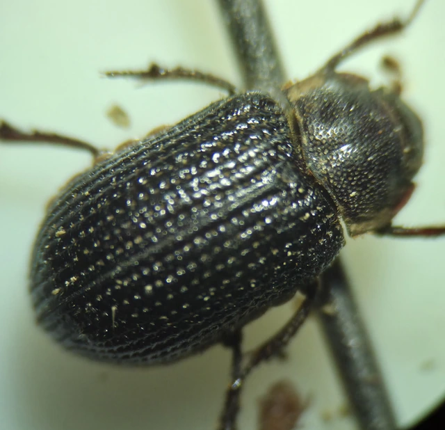 Trox perrisii - fészeklakó irhabogár