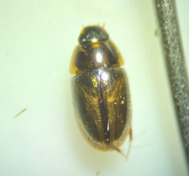 Enochrus coarctatus - kis fakócsibor Enochrus coarctatus - kis fakócsibor