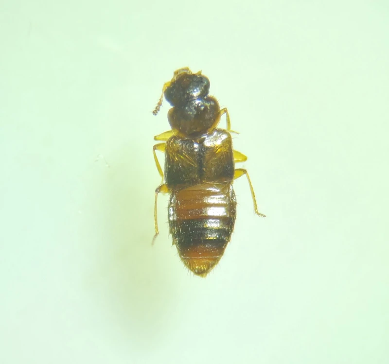 Gyrophaena joyioides - közönséges taplóholyva