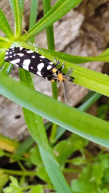 Euplocamus anthracinalis - fésűscsápú korhadékmoly
