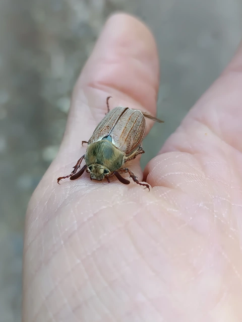 Melolontha pectoralis - hamvas cserebogár