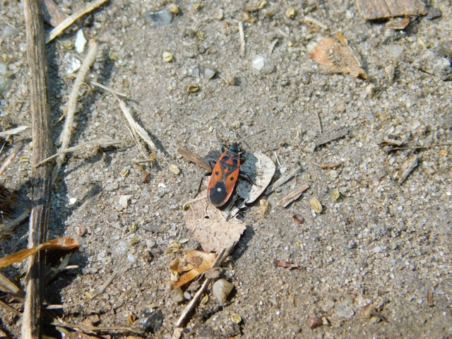 Melanocoryphus tristrami