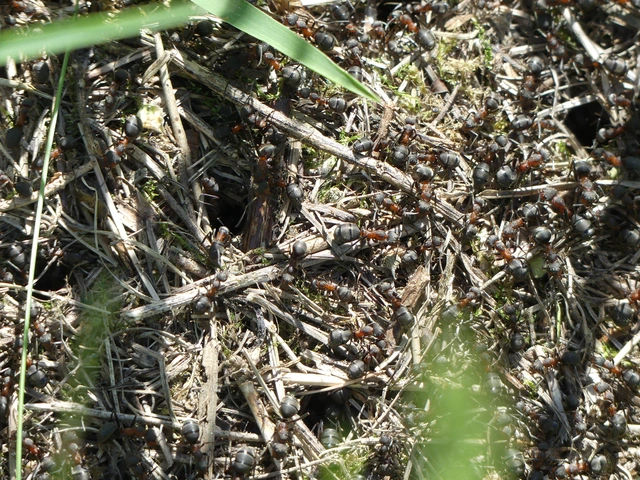 Formica pratensis - réti vöröshangya