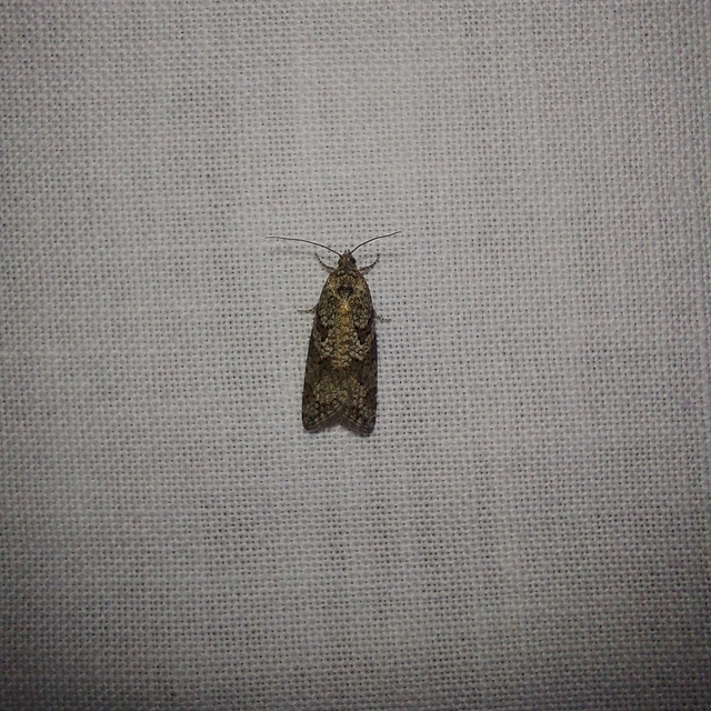 Cnephasia