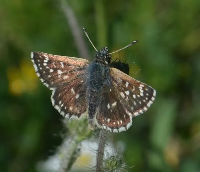 Spialia orbifer - törpe busalepke