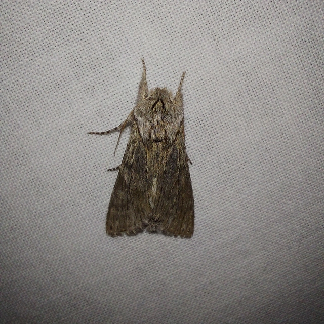 Dicranura ulmi - szilfa-púposszövő