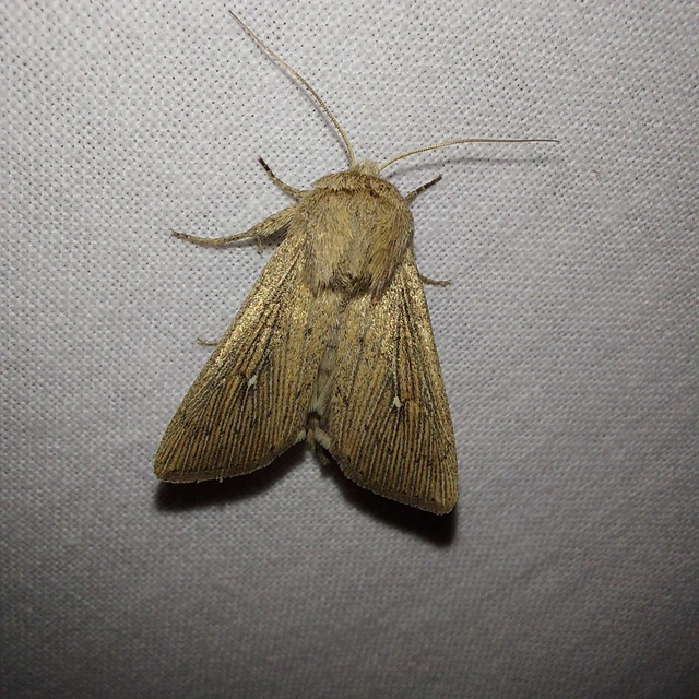 Leucania obsoleta - pontozott rétibagoly