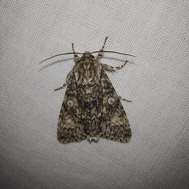 Acronicta megacephala - nagyfejű szigonyosbagoly