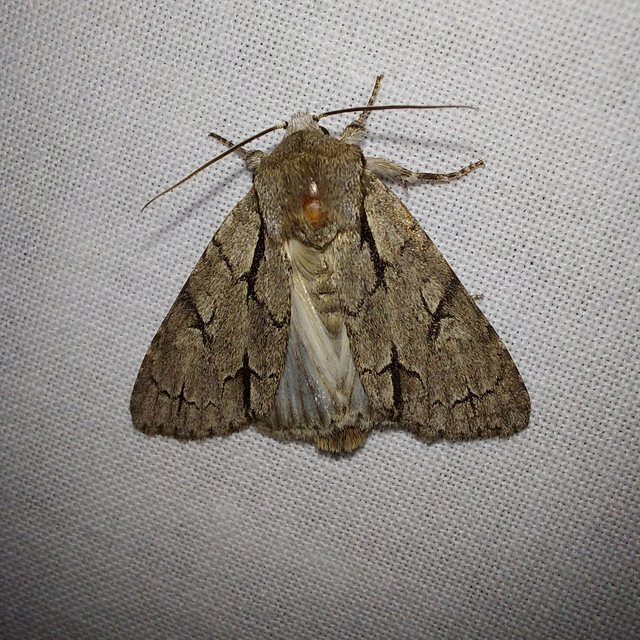 Acronicta cuspis/tridens/psi