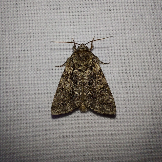 Acronicta rumicis - sóska-szigonyosbagoly