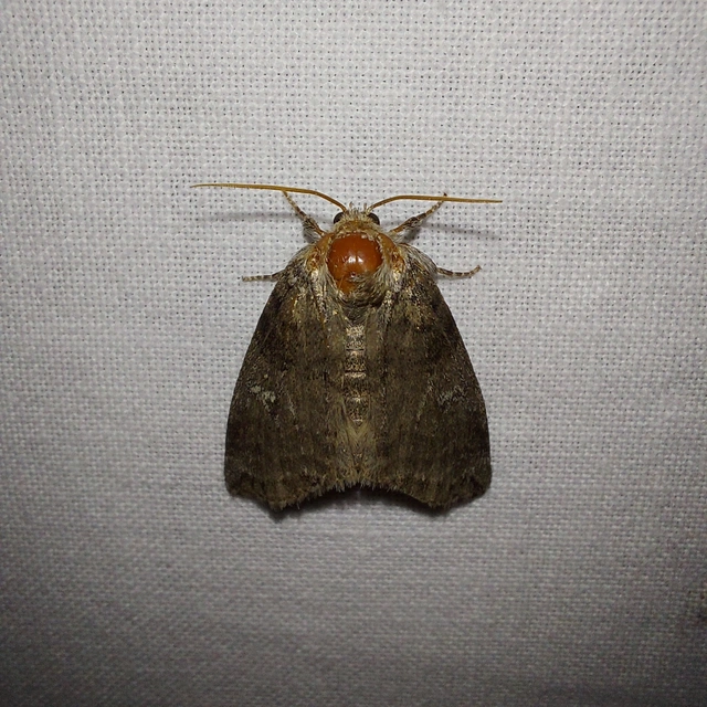 Tethea or - bélyeges pihésszövő