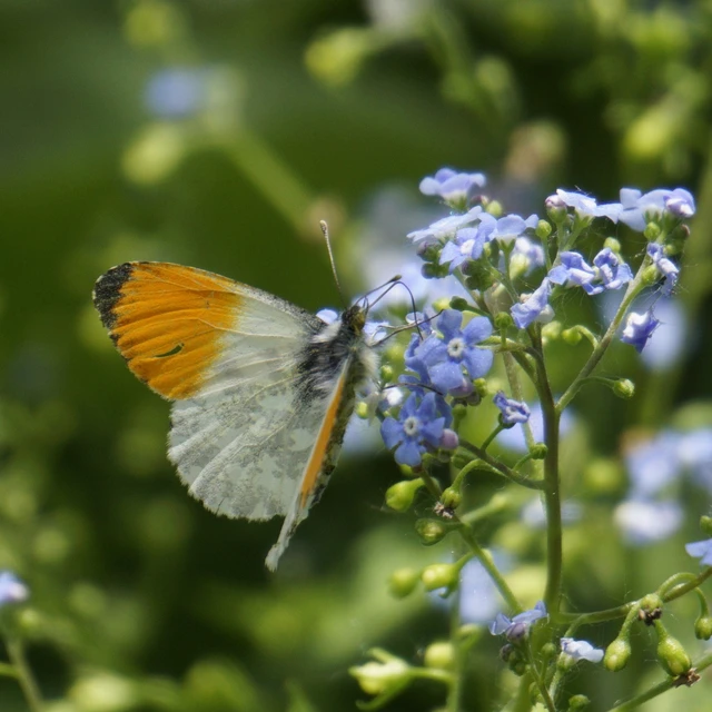 Anthocharis cardamines - hajnalpírlepke
