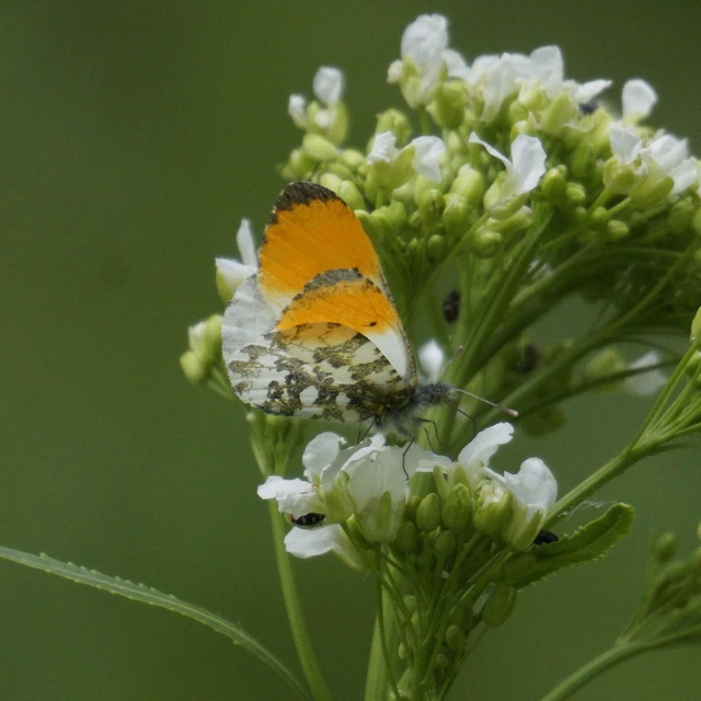 Anthocharis cardamines - hajnalpírlepke