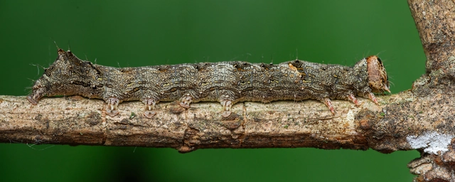 Allophyes oxyacanthae - galagonyabagoly