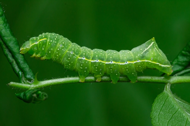 Amphipyra pyramidea - fahéjszínű bagoly