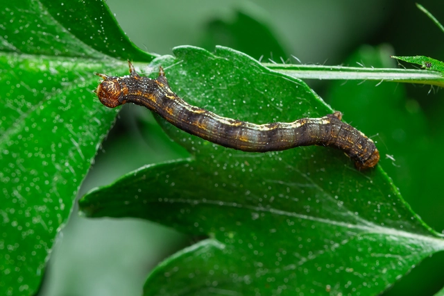 Erannis defoliaria - nagy téliaraszoló