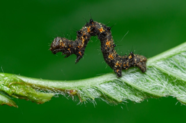Apocheima pilosaria - zöldes tavasziaraszoló