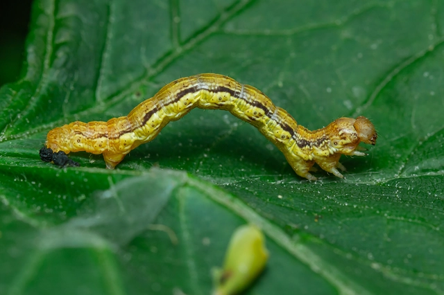 Erannis defoliaria - nagy téliaraszoló
