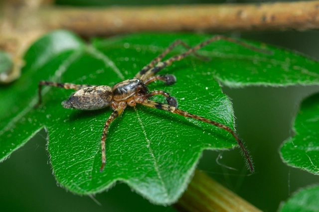 Anyphaena accentuata - jegyespók