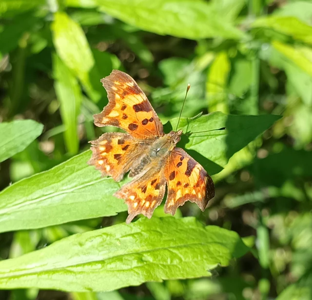 Nymphalis c-album - C-betűs lepke