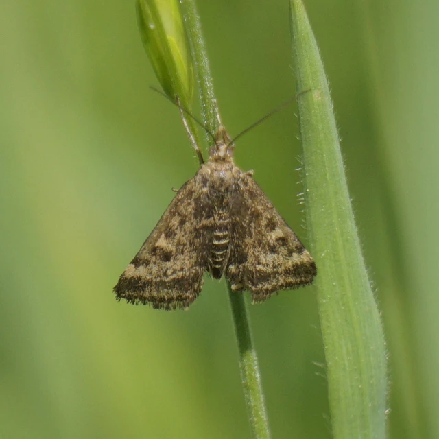 Pyrausta despicata - réti bíbormoly