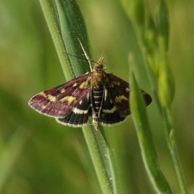 Pyrausta purpuralis - közönséges bíbormoly