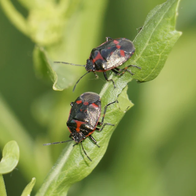 Eurydema oleracea - paréjpoloska Eurydema oleracea - paréjpoloska