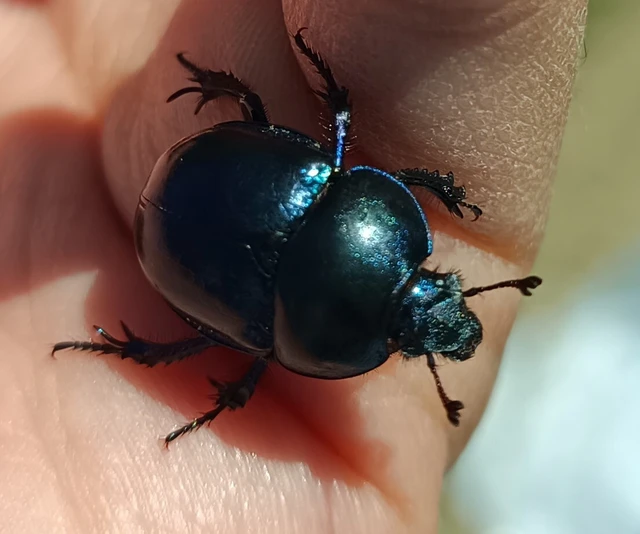 Trypocopris vernalis - tavaszi álganéjtúró