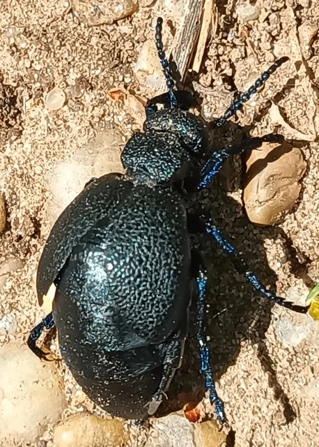 Meloe cicatricosus - óriásnünüke